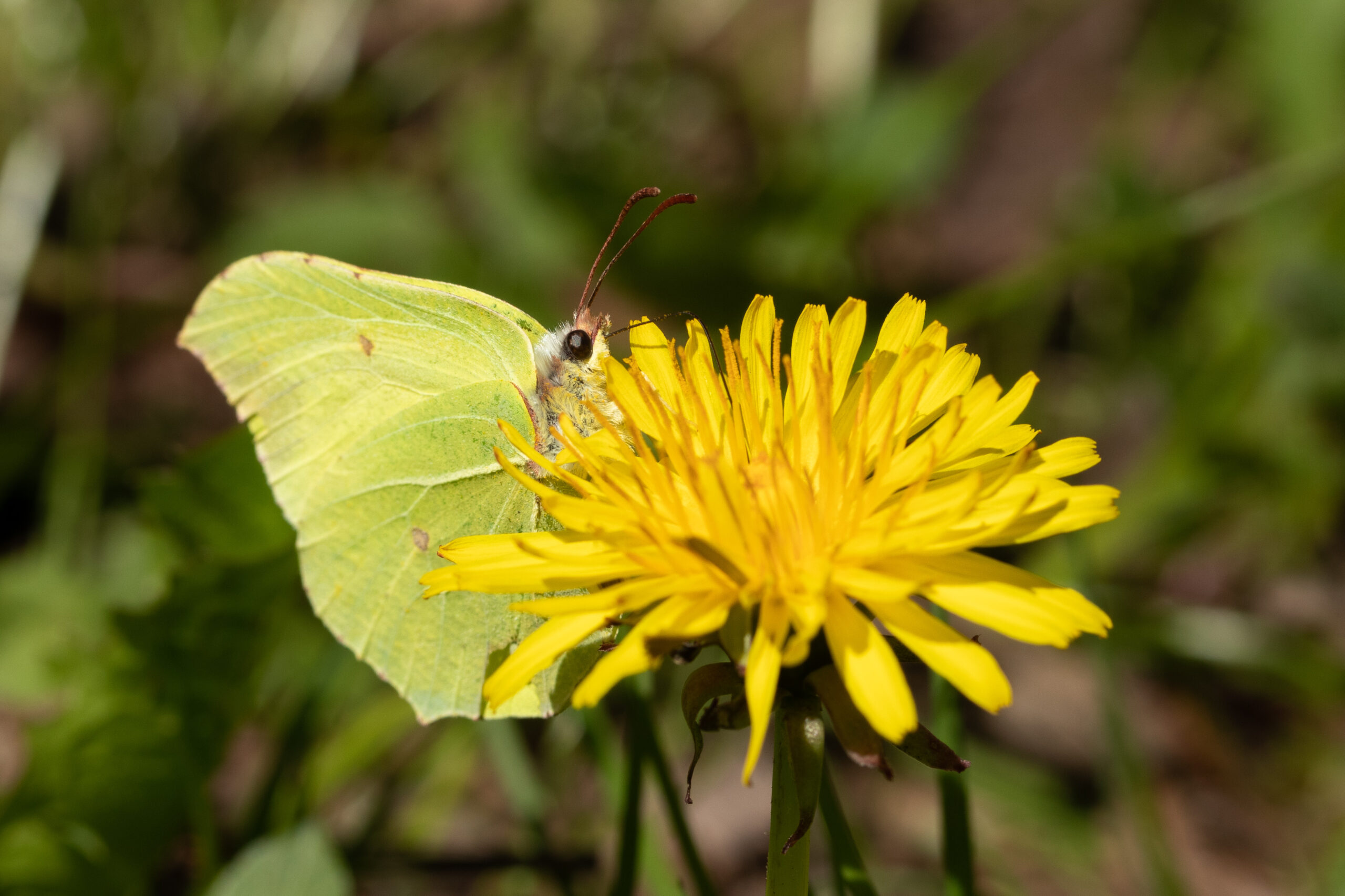 Foto met citroenvlinder op paardenbloem