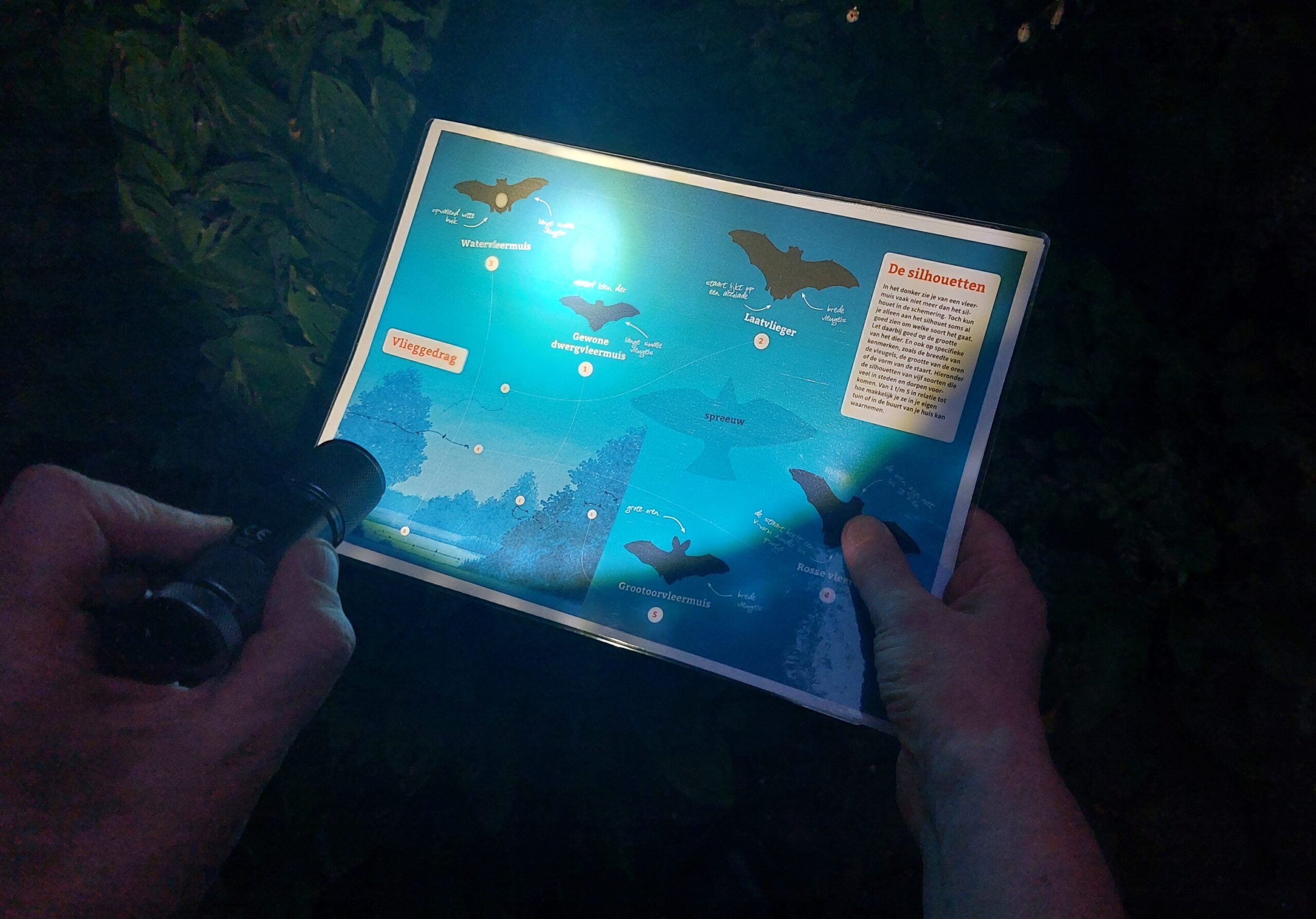 Een hand houdt een kaart met vleermuisinformatie vast, verlicht door een zaklamp in het donker.