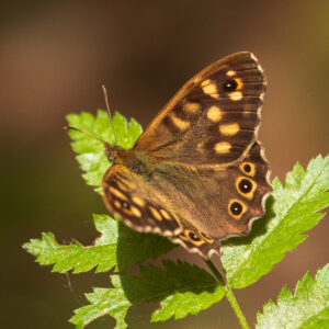 Foto met bont zandoogje op een tak met groene blaadjes