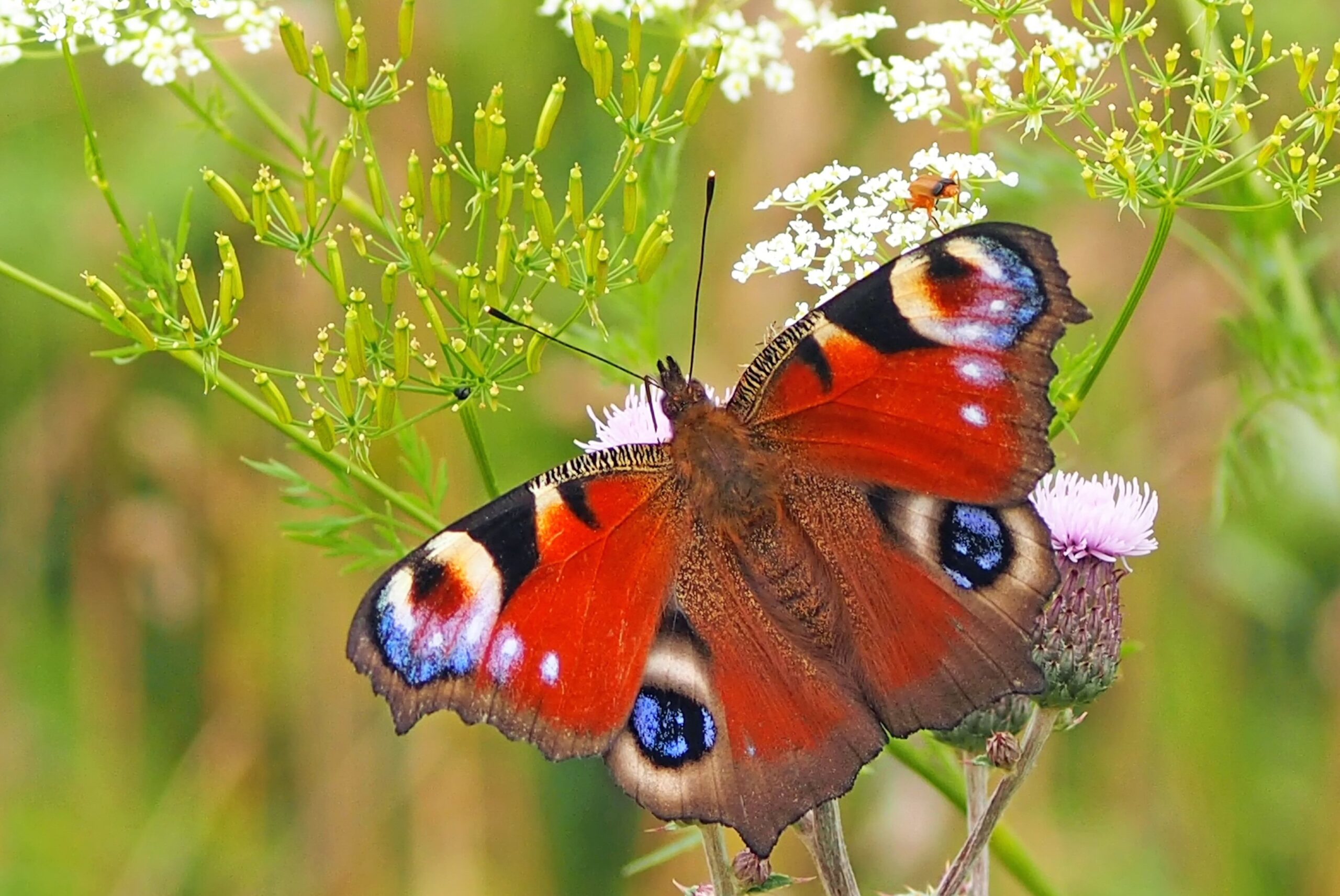 Een kleurrijke vlinder op bloem tussen groen gebladerte.
