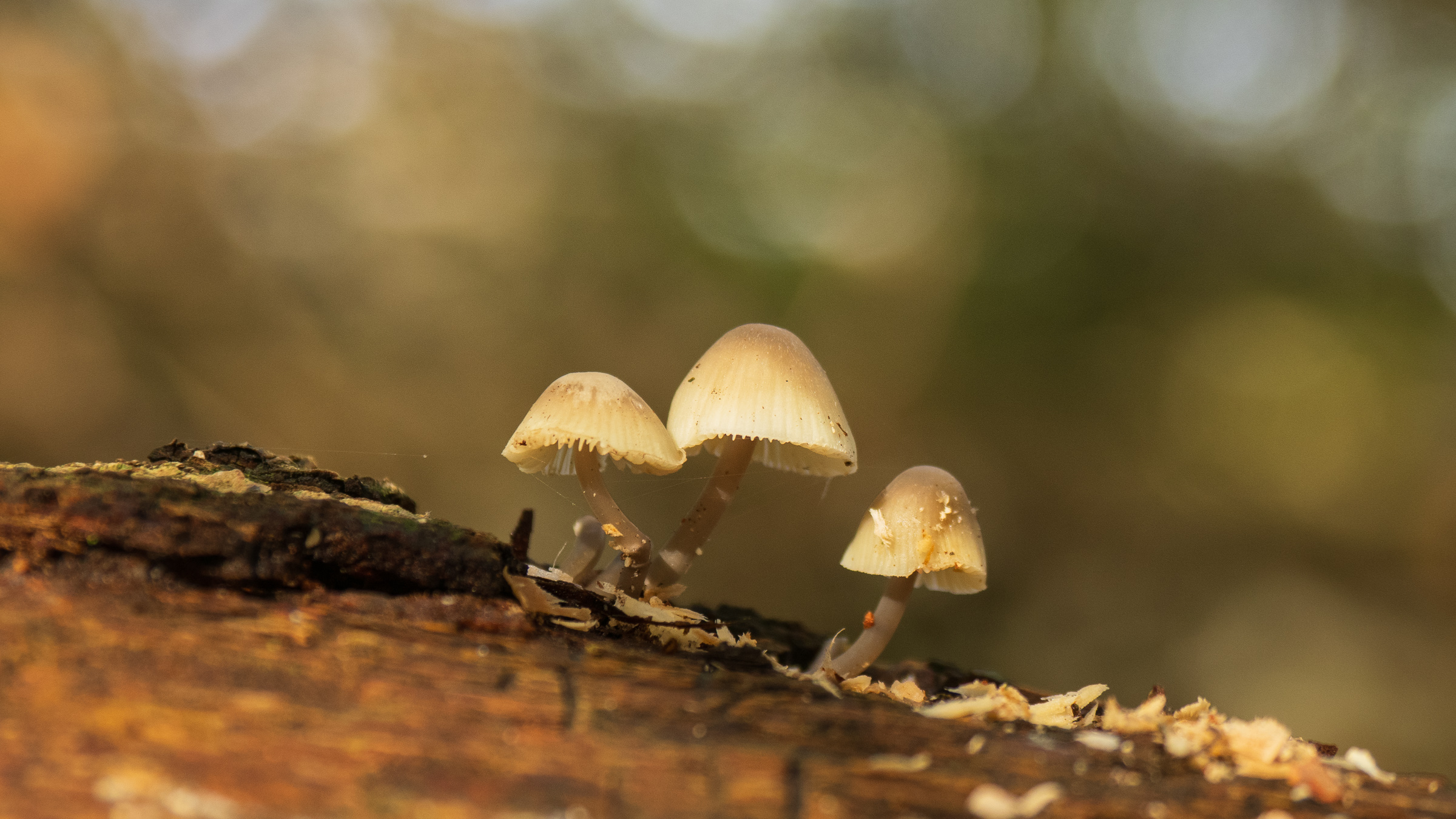 Drie kleine paddenstoelen groeien op een stuk hout met een wazige achtergrond.