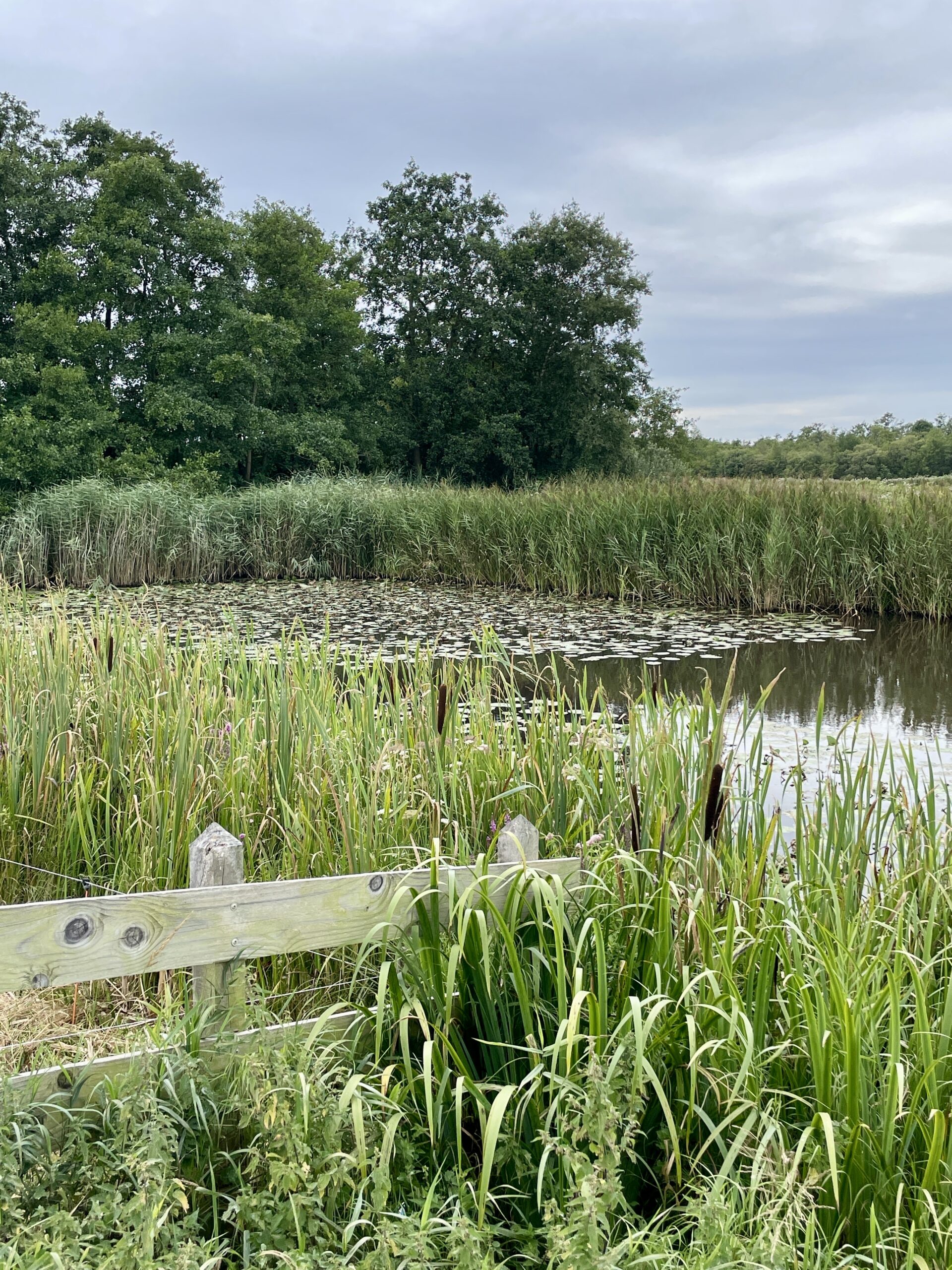 Natuurlandschap met riet, waterplanten en bomen onder bewolkte hemel. Houten hek op voorgrond.