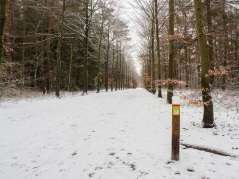 Sneeuwbedekte bospad met bomen links en rechts, en een routepaaltje rechtsvoor.