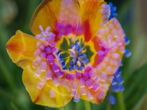 Dubbele belichting van kleurrijke bloemen met overlappende gele, roze en paarse bloemblaadjes.