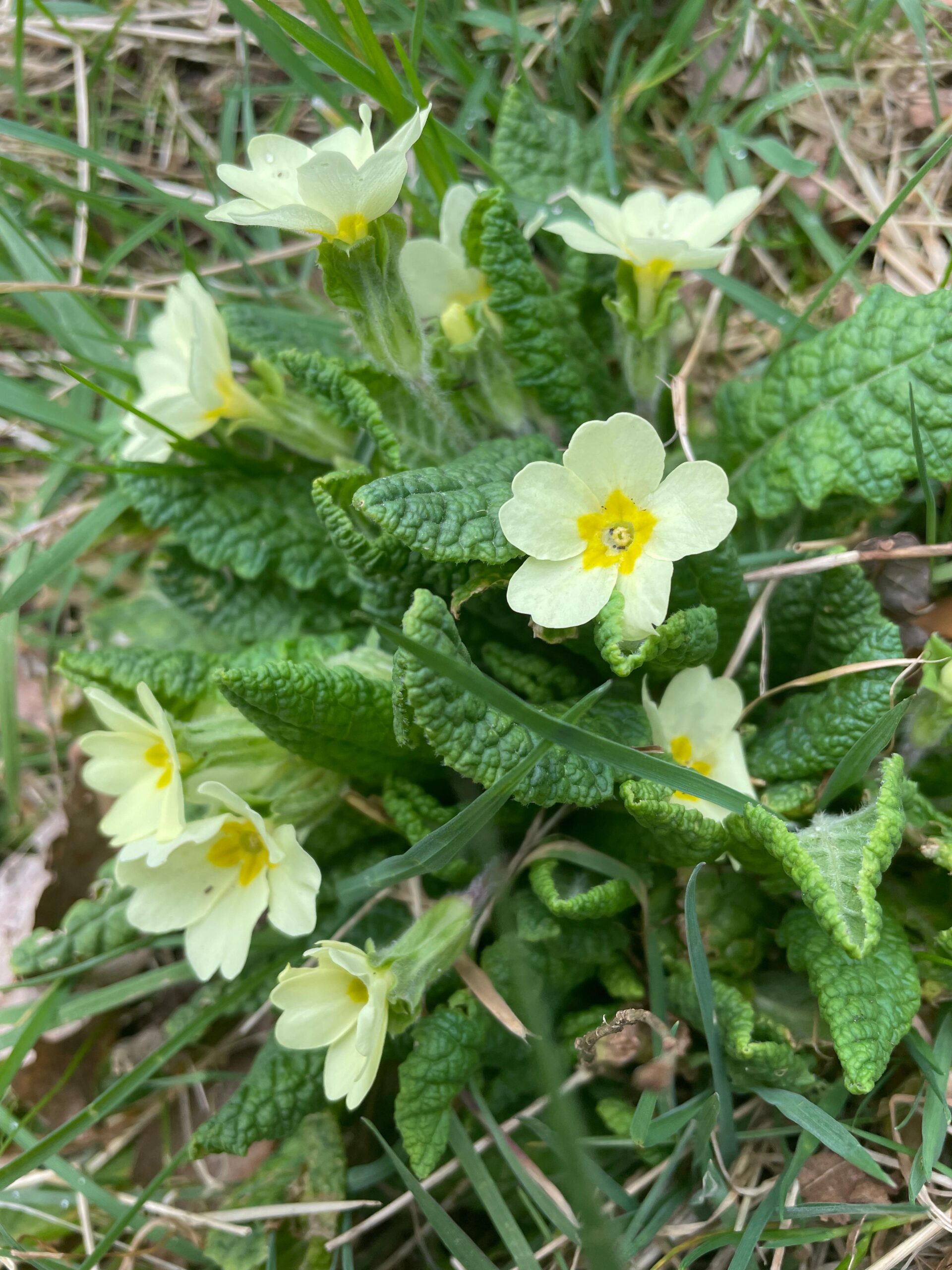 Lichtgele sleutelbloemen met donkergroene blaadjes groeien in grasland.