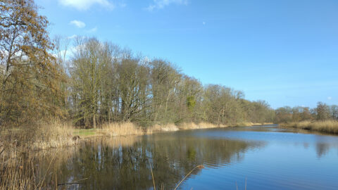 Brede rivier met rietkragen, omgeven door bomen onder een heldere blauwe lucht.