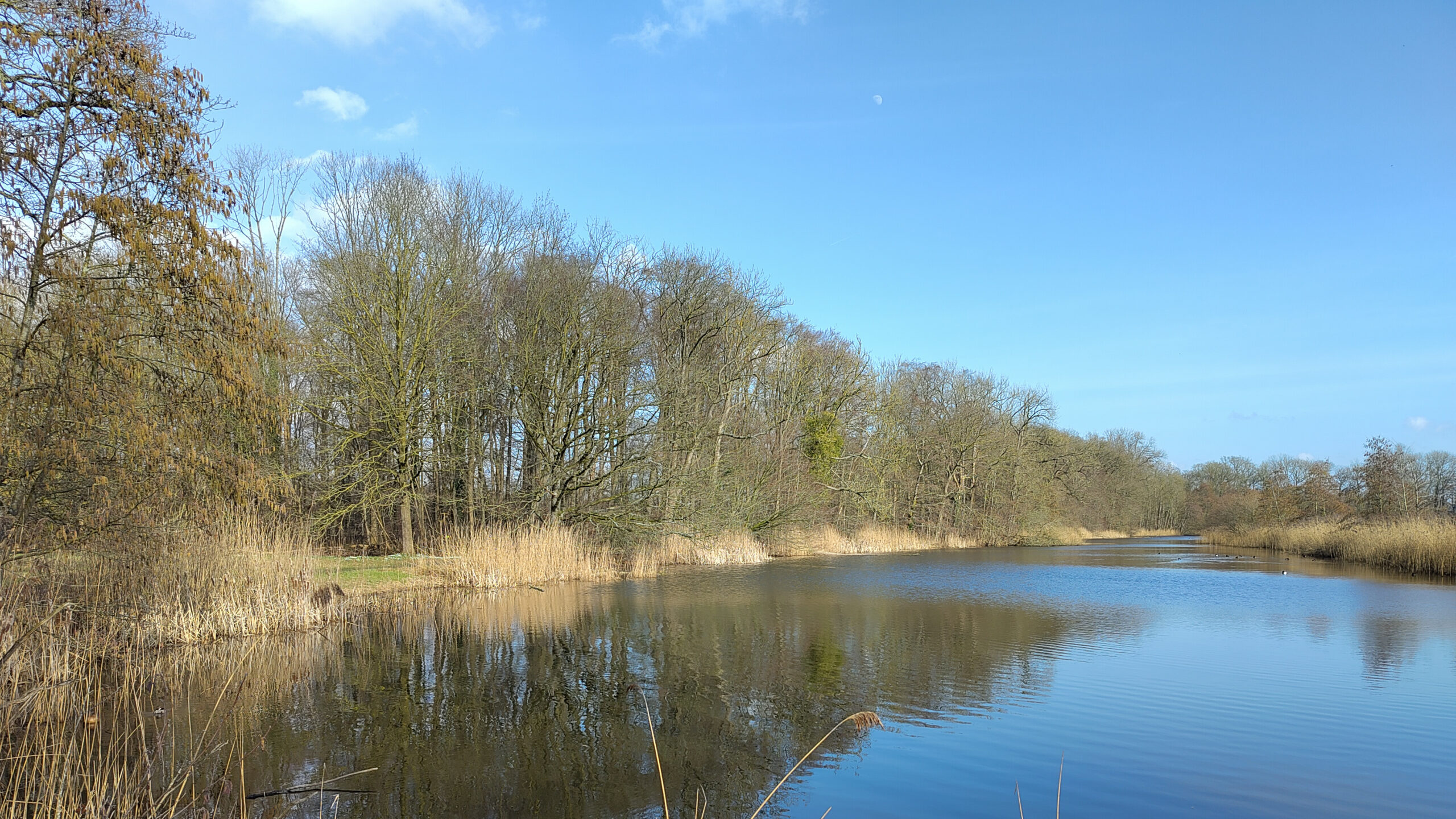 Brede rivier met rietkragen, omgeven door bomen onder een heldere blauwe lucht.