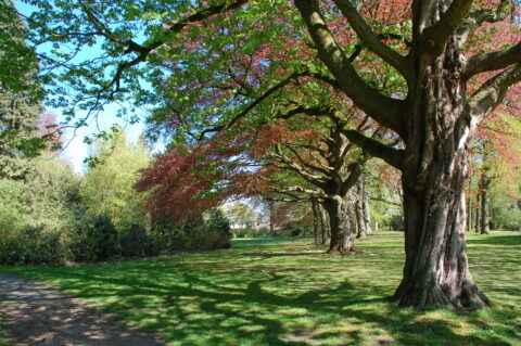 Rij bomen in park met groene en rode bladeren, zonovergoten grasveld, blauwe lucht.