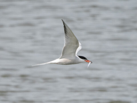 Een vliegende vogel met een vis in zijn snavel boven water.