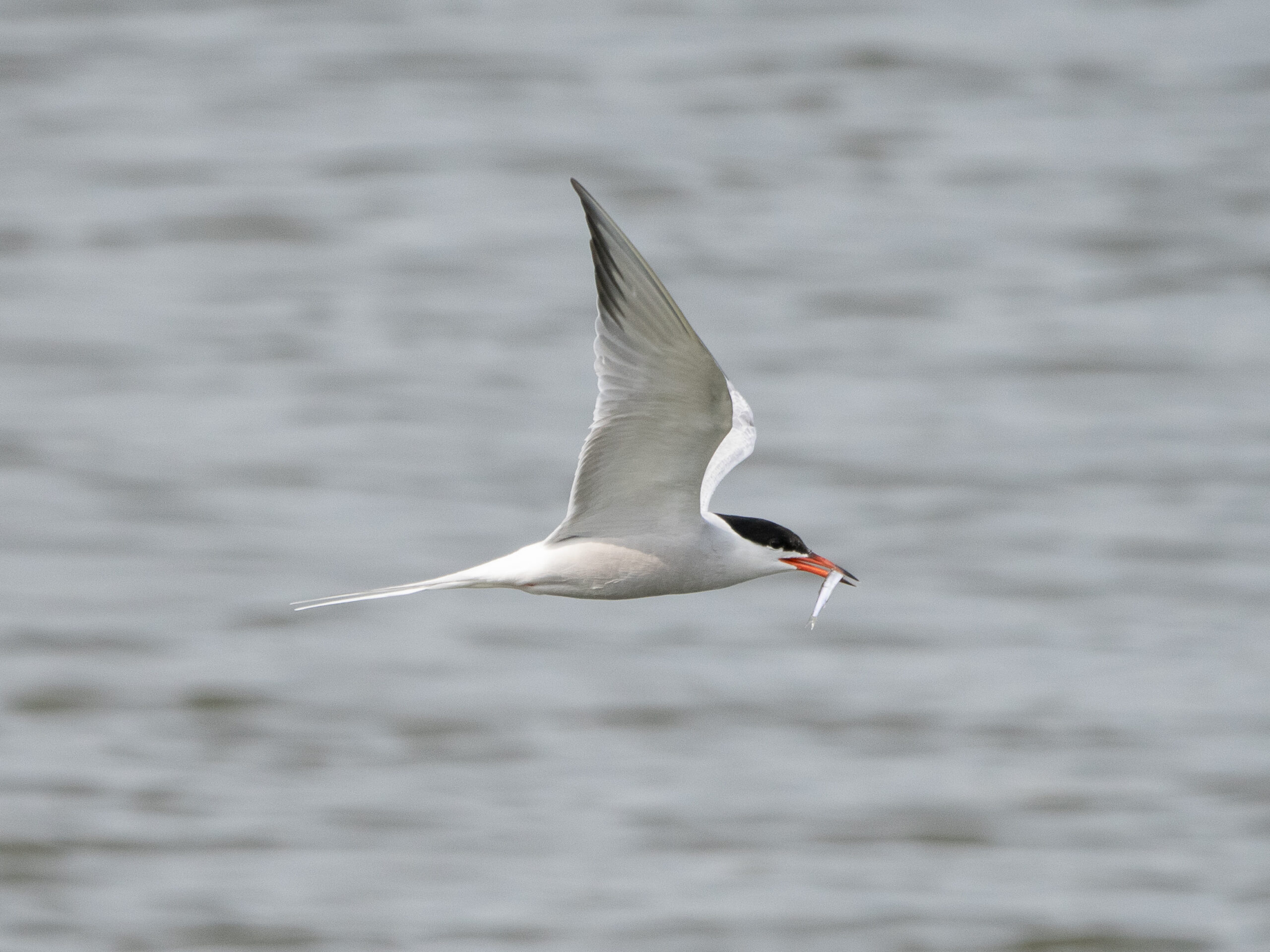 Een vliegende vogel met een vis in zijn snavel boven water.