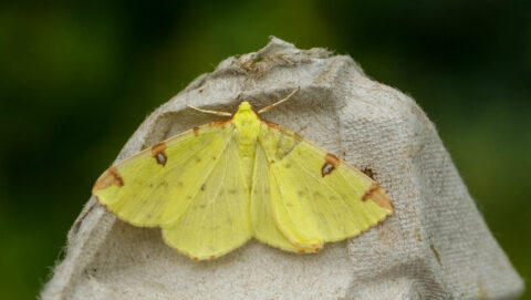 Gele nachtvlinder op eierdoos, groene achtergrond.