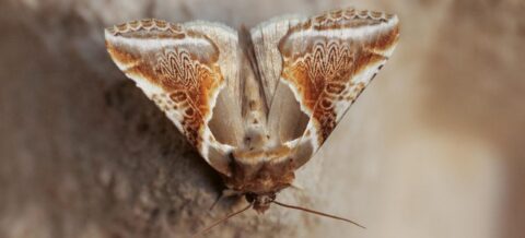 Nachtvlinder met bruine en witte patronen op vleugels, rustend op een neutrale achtergrond.