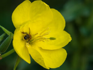 Foto van teunisbloem met bij