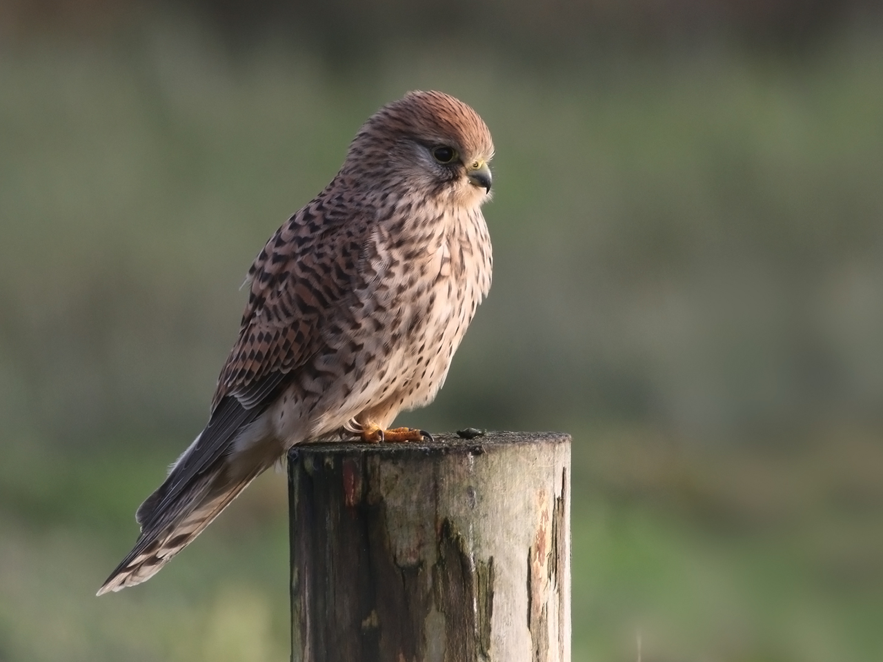 Nieuwe coördinator torenvalkwerkgroep