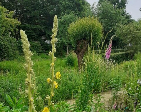 Weelderige tuin met hoge gele en roze bloemen, omringd door dichte groene beplanting en een boom.