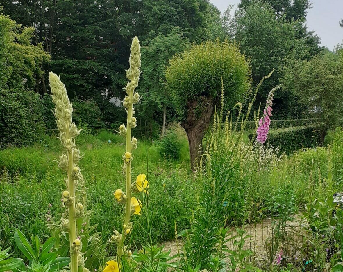 Weelderige tuin met hoge gele en roze bloemen, omringd door dichte groene beplanting en een boom.