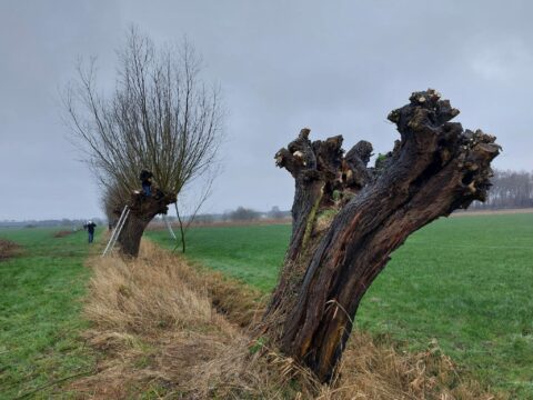 wilgen knotten 10 februari