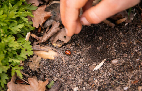 IVN beeldbank Bioblitz