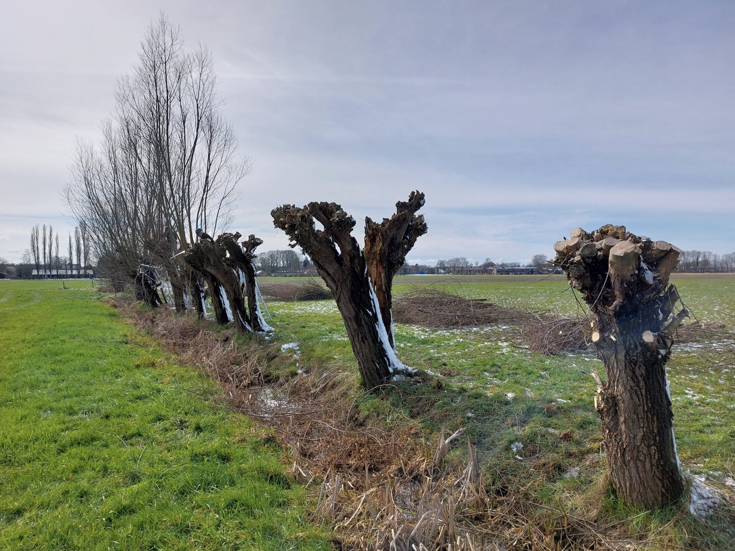 Rij knotwilgen langs een grasveld met kale bomen aan de horizon onder een bewolkte hemel.