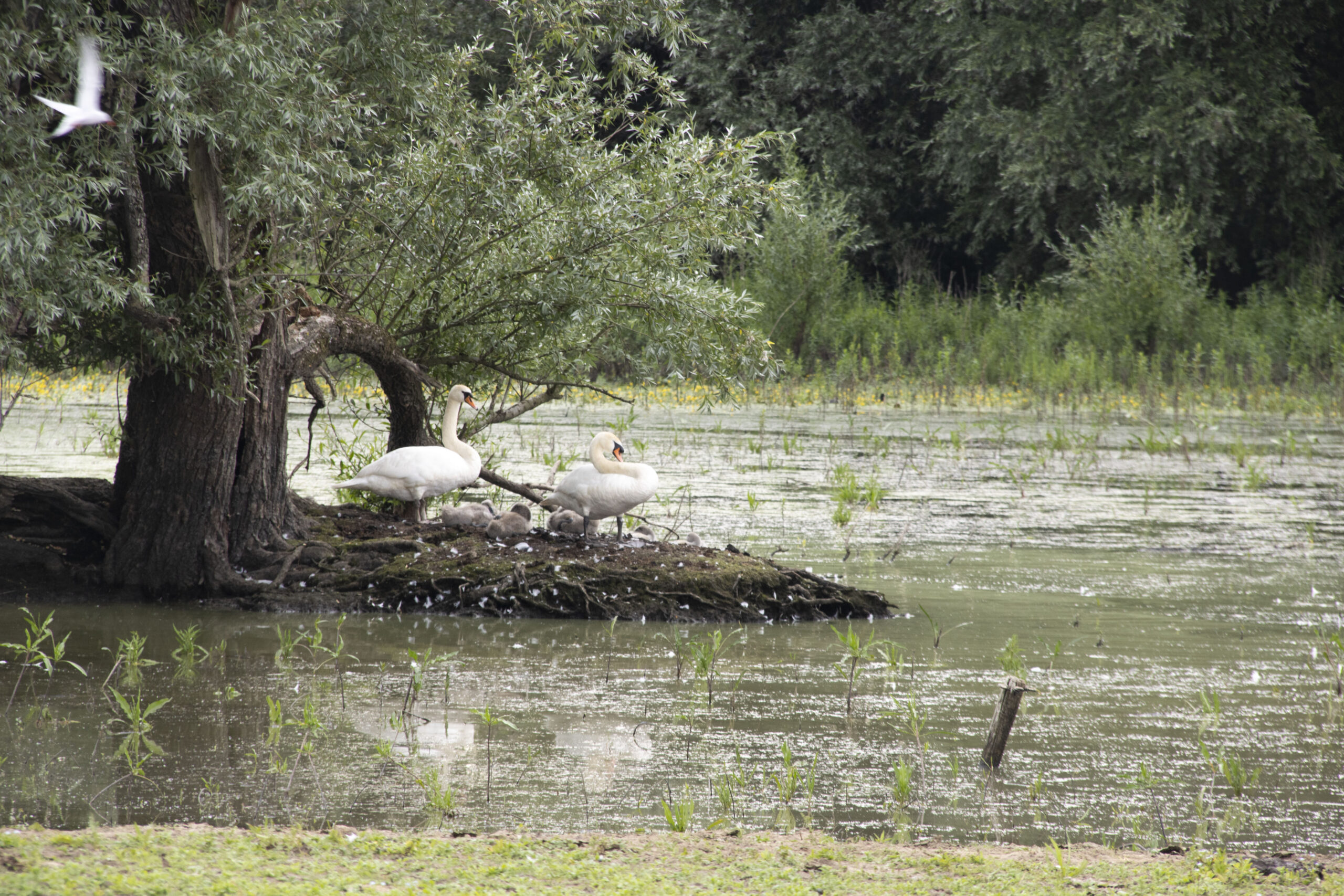 Twee zwanen met jongen op een eilandje in een vijver, omringd door bomen.