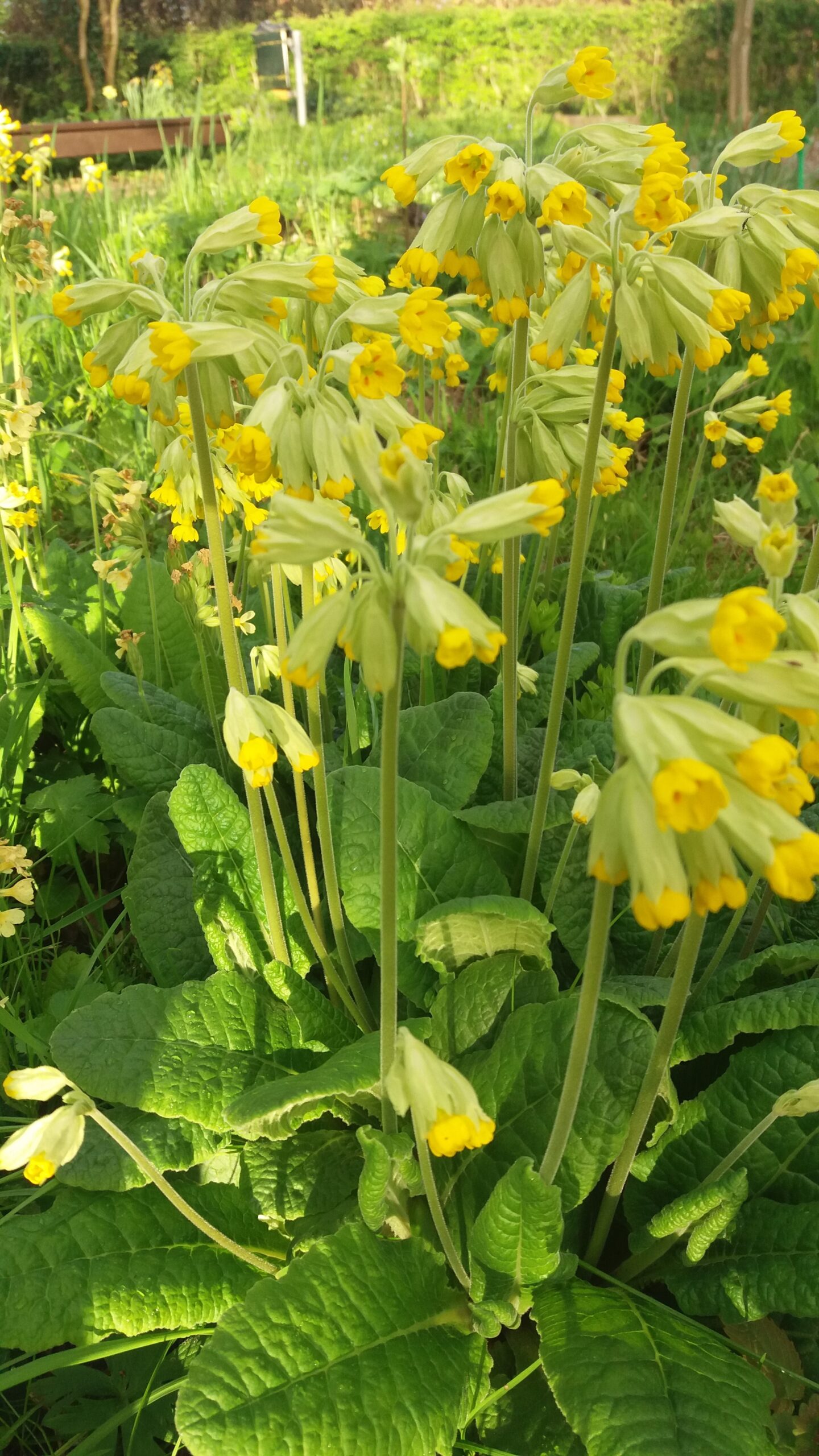 Gele sleutelbloemen bloeien in een groene tuin.