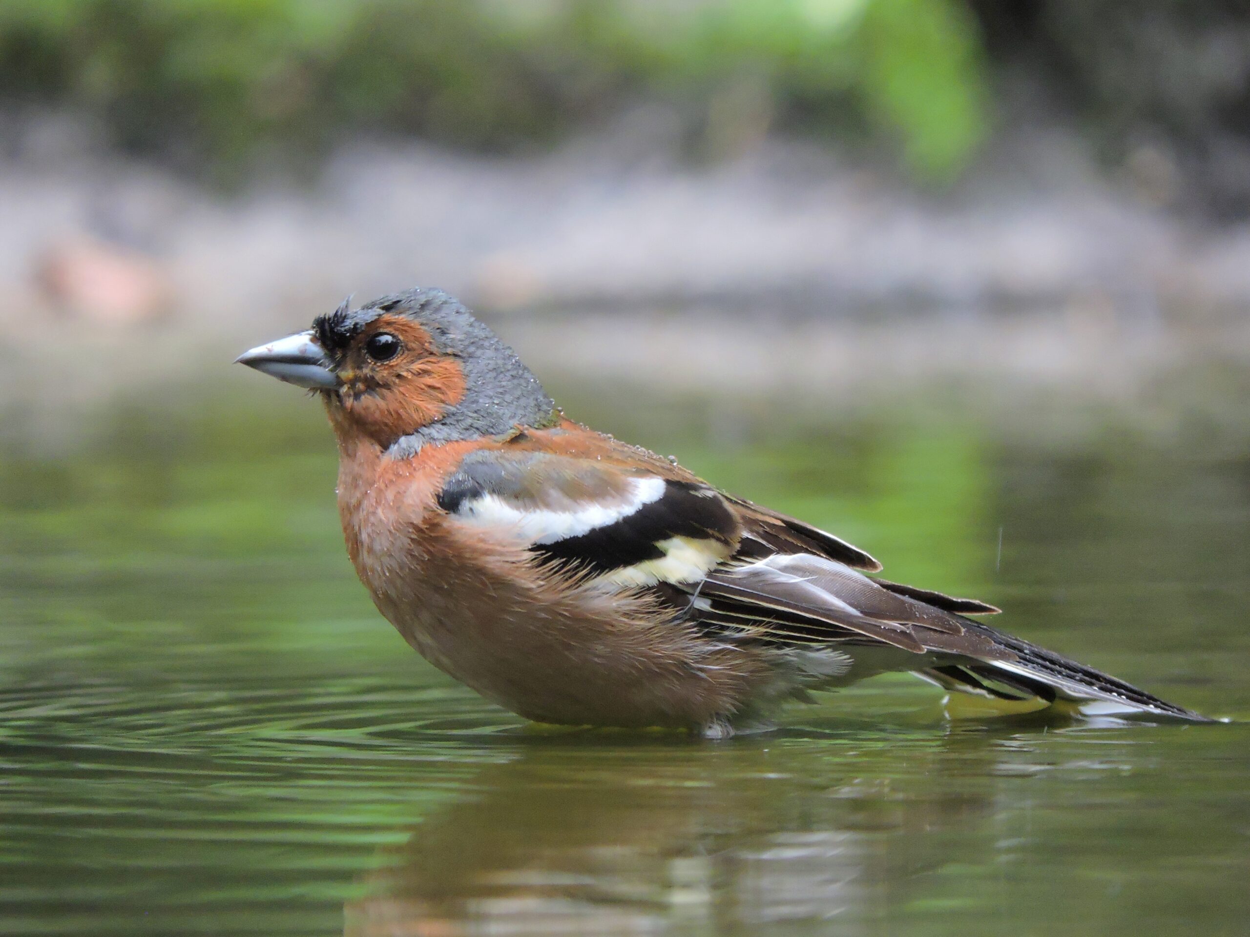 Vogelhut Espelo 08 06 2018 50 scaled