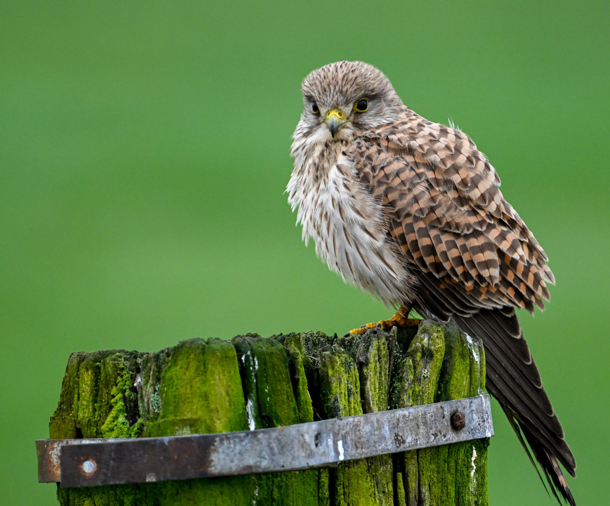 Valk zit op een met mos bedekte paal, groene achtergrond.
