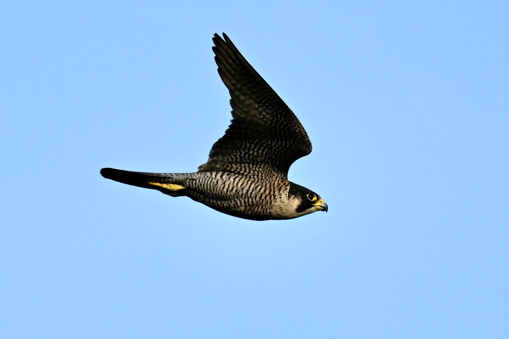 Een slechtvalk vliegt tegen een heldere blauwe lucht.