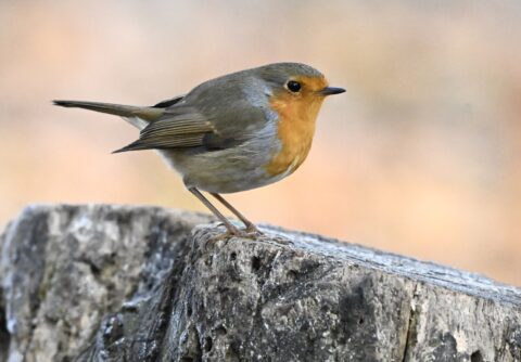 Roodborstje op boomstronk tegen een wazige, beige achtergrond.