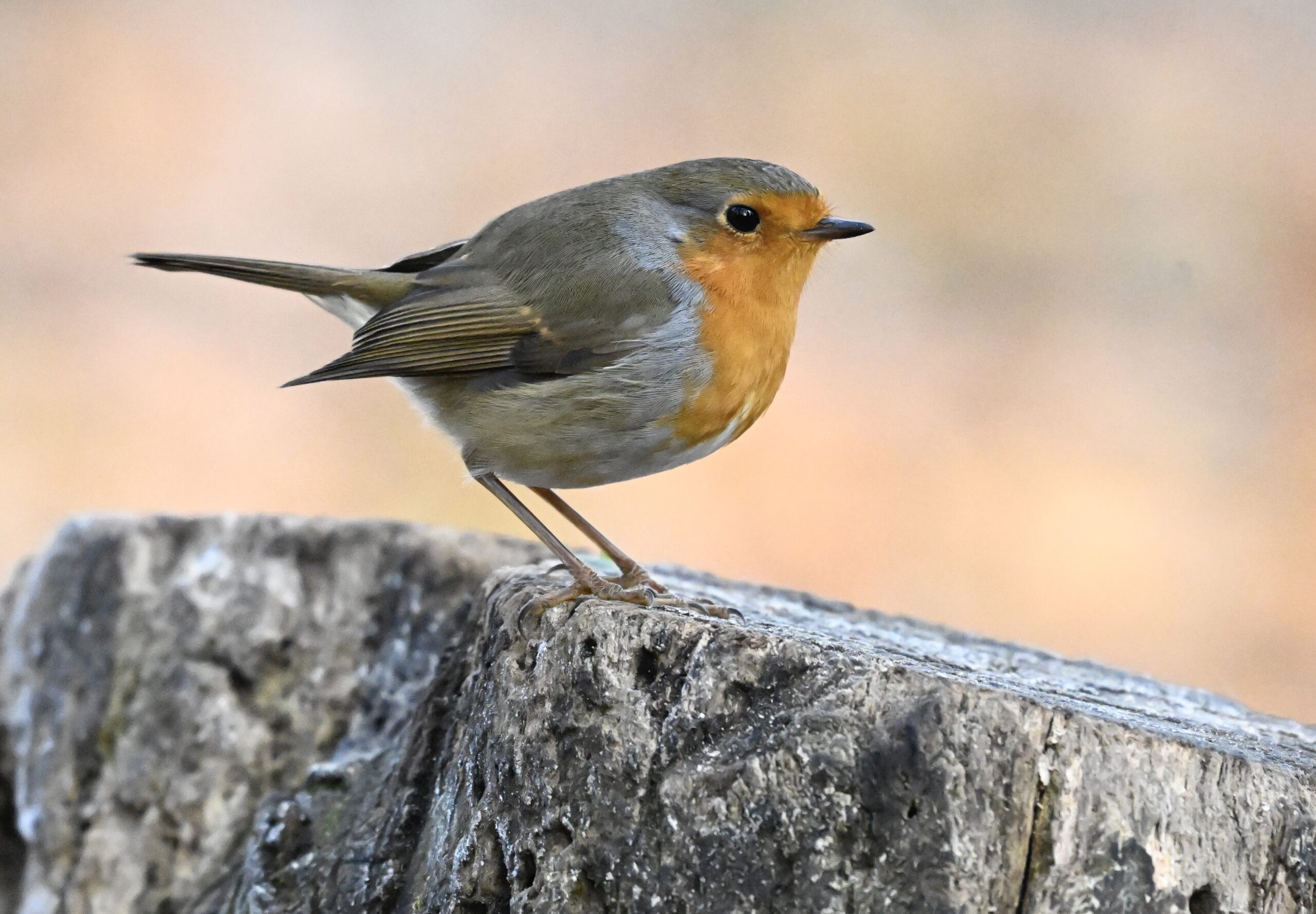 Roodborstje op boomstronk tegen een wazige, beige achtergrond.