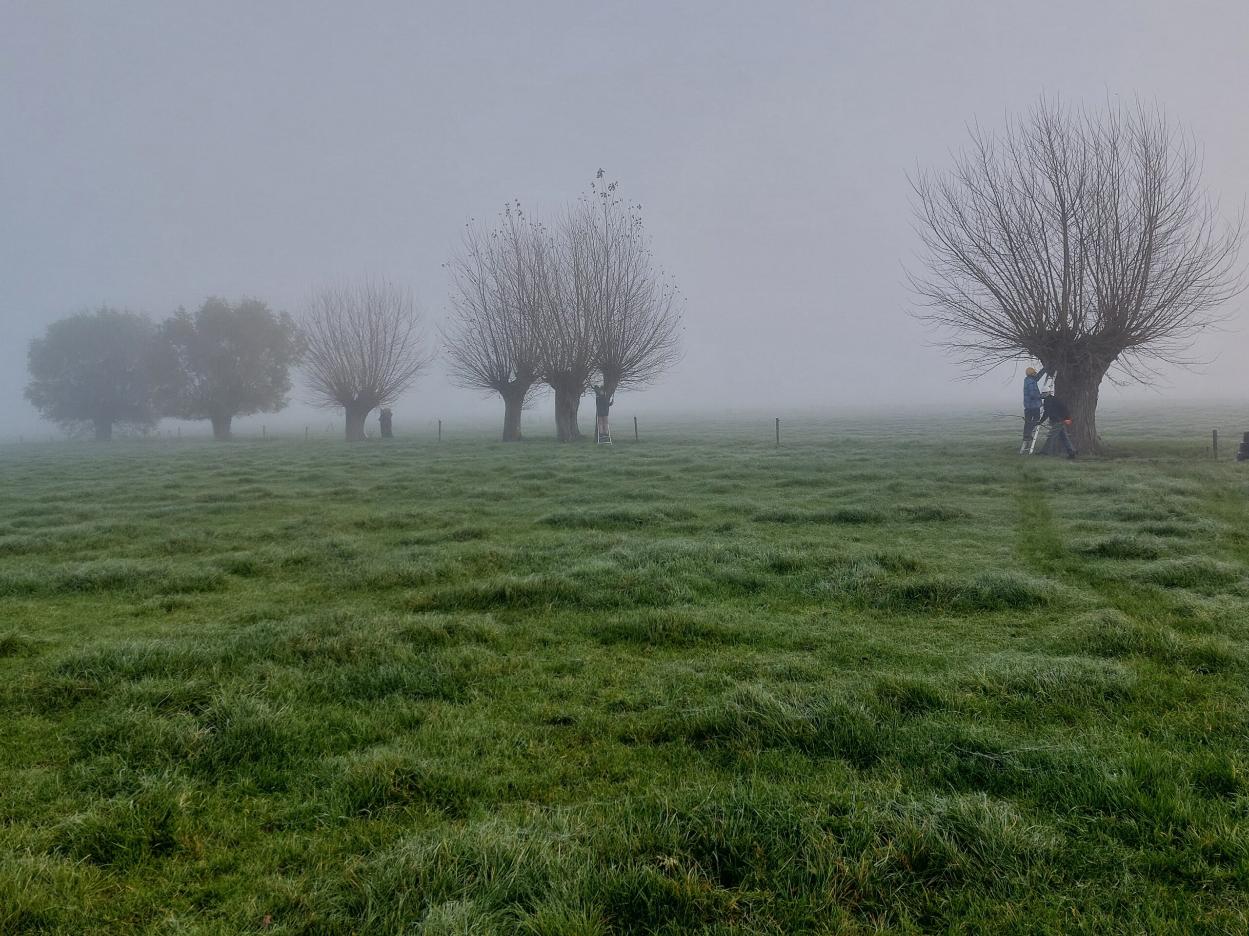 Mistige weide met rijen kale bomen en mensen bezig met snoeien.