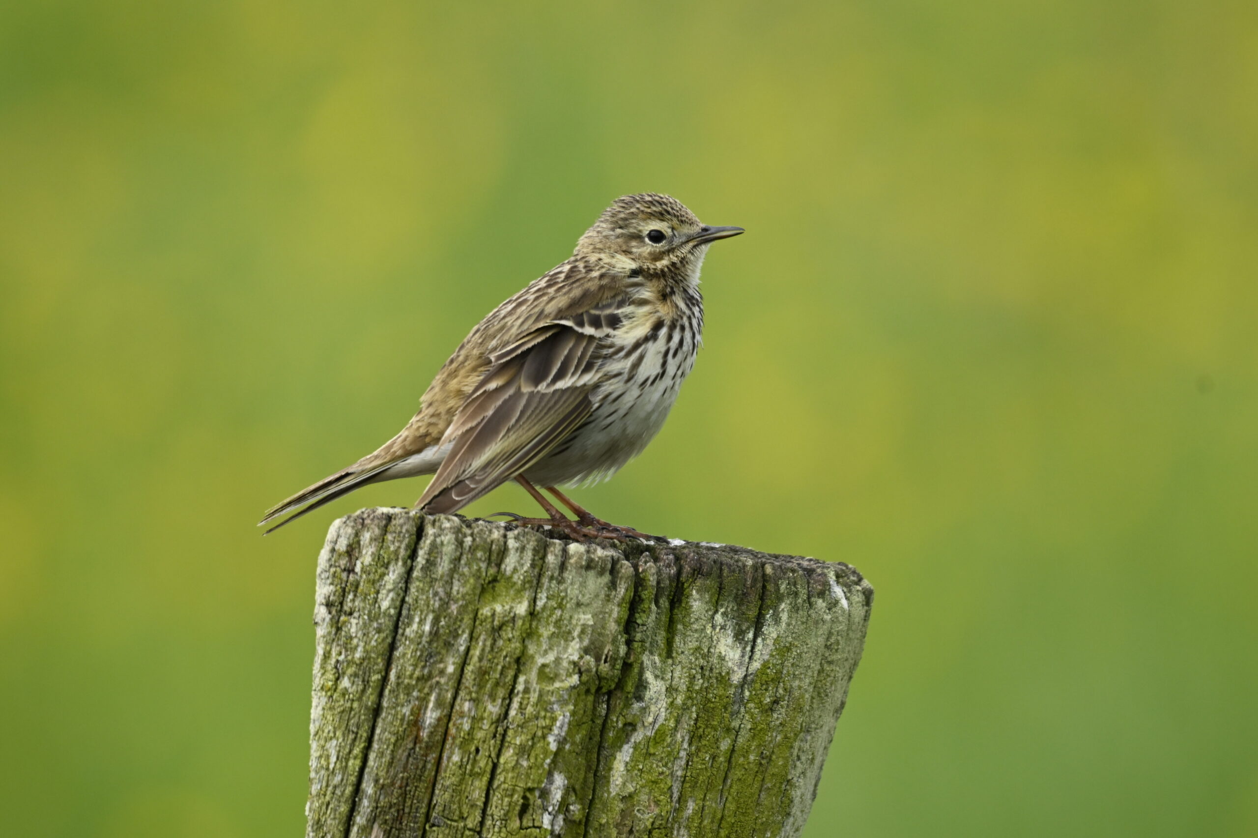 Bruine vogel zittend op houten paal, met groene onscherpe achtergrond.