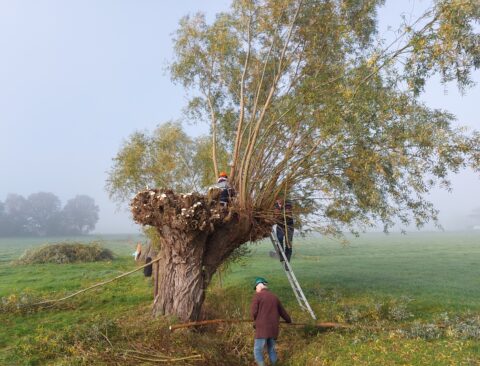 Mensen snoeien een grote wilgenboom op een mistige dag in een grasveld.