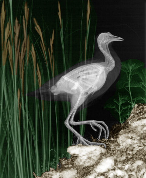 Röntgenfoto van een vogel in een natuurlijke omgeving met riet en planten op de achtergrond.