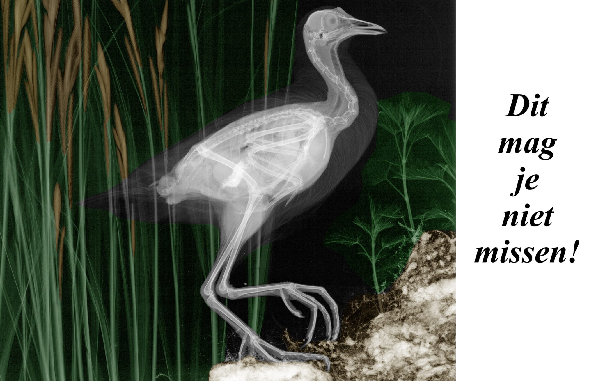 Röntgenfoto van een vogel in gras, met tekst "Dit mag je niet missen!" rechts.