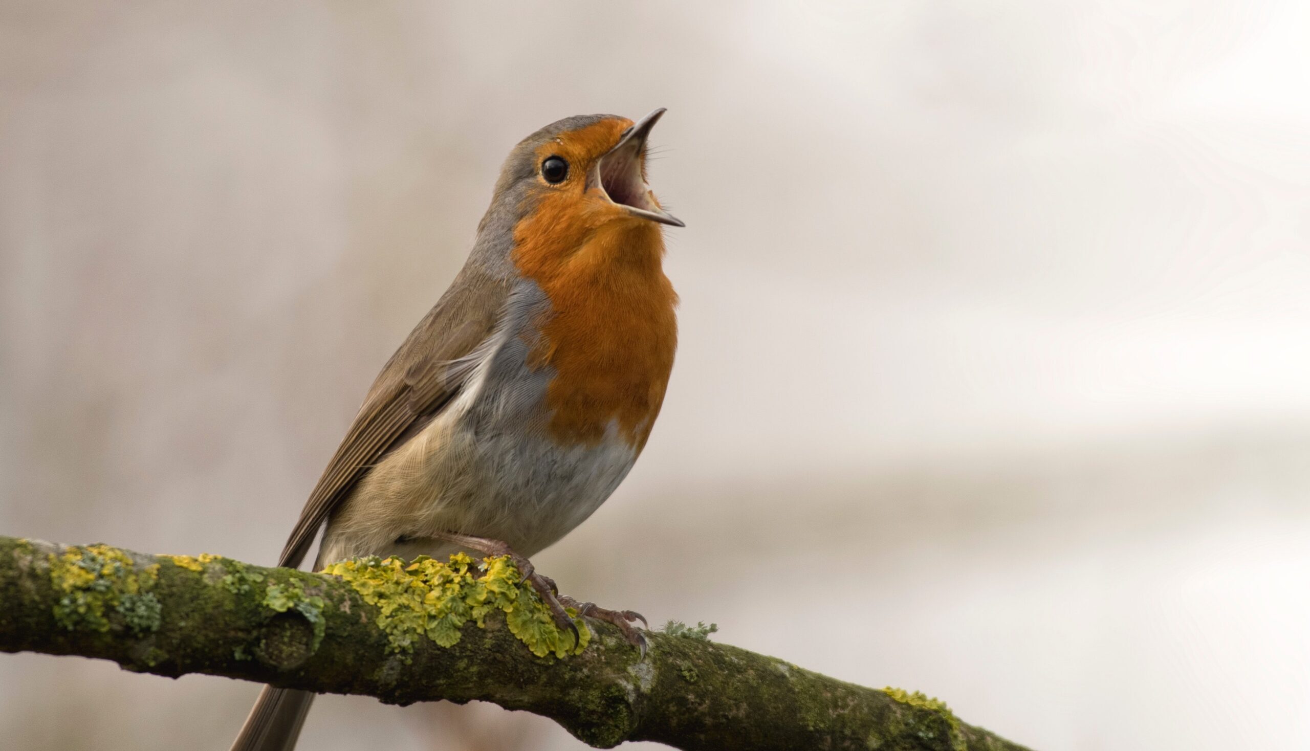 Een roodborstje zingt luid vanaf een met mos begroeide tak tegen een neutrale achtergrond.