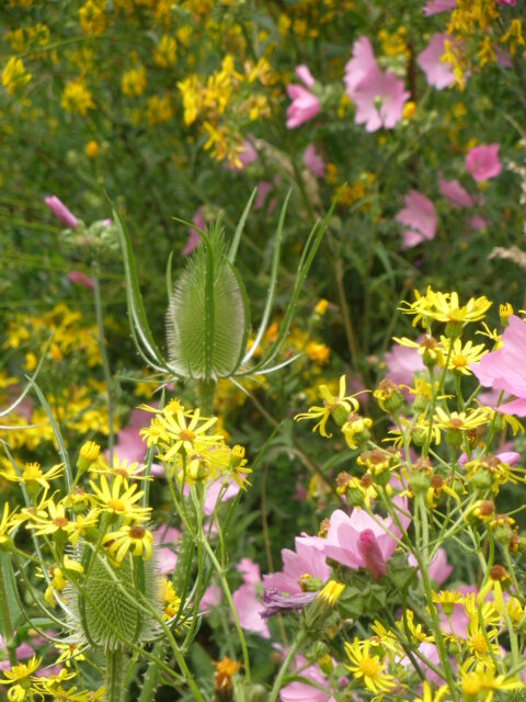 Gele en roze bloemen met groene distels in een dichtbegroeide tuin.