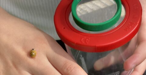 Hand met een gele lieveheersbeestje en een transparant vergrootglas met rode rand.