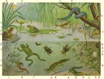 Illustratie van een vijver met kikkers, reptielen, insecten en een slang in een boom.