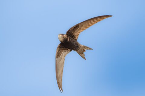 Een zwaluw vliegt in de blauwe lucht met wijd uitgestrekte vleugels.