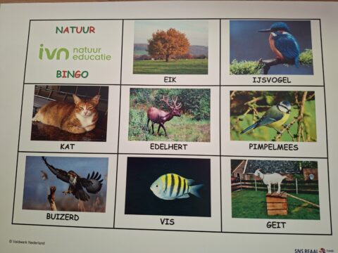 Natuurbingo kaart met afbeeldingen: eik, ijsvogel, kat, edelhert, pimpelmees, buizerd, vis, geit.