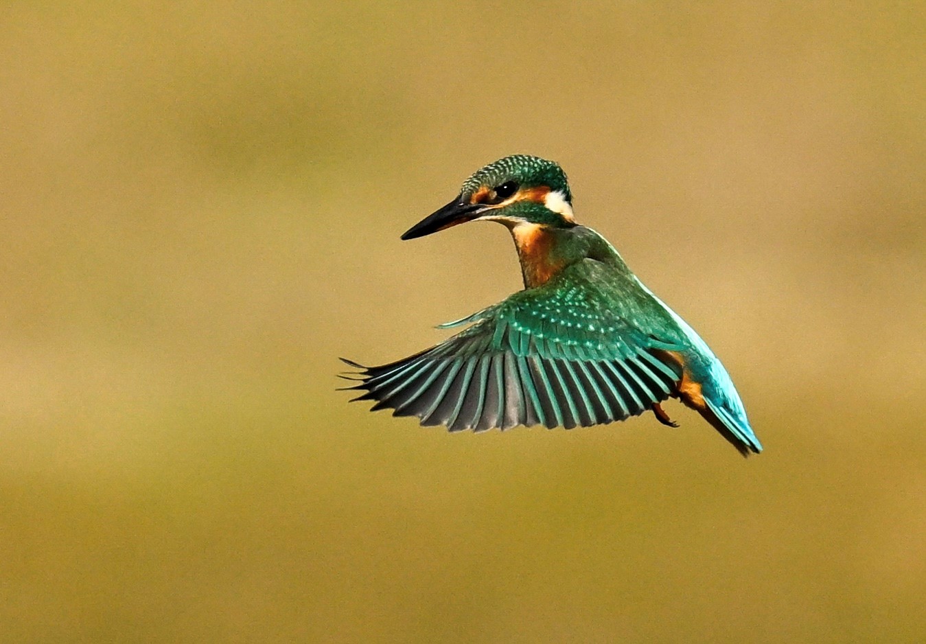 IJsvogel in vlucht met uitgespreide vleugels tegen een beige achtergrond.