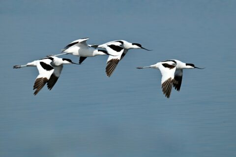 Vier kluten vliegen laag over het water, met uitgespreide vleugels en sierlijke gebogen snavels.