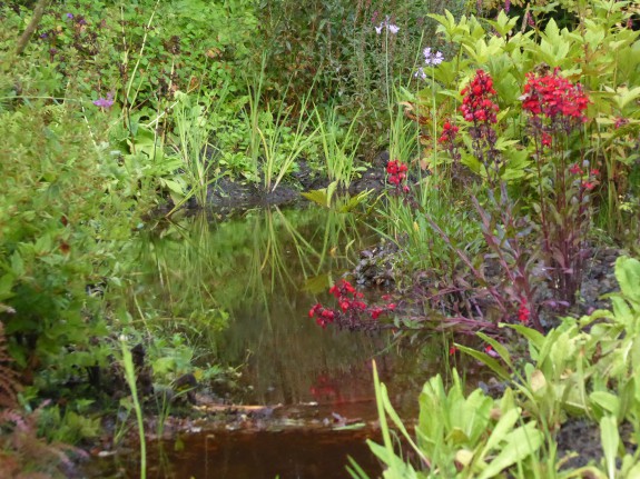 water en planten Oevertuin