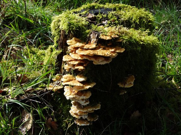 paddenstoelen aan een boomstronk