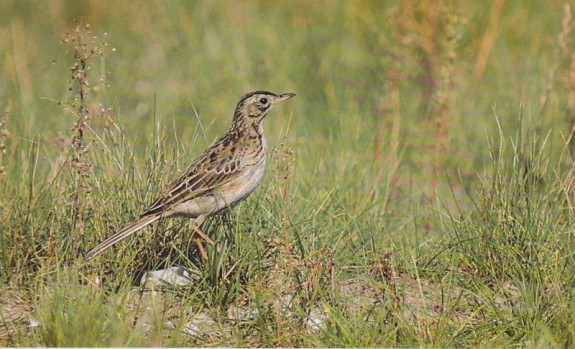 grote pieper