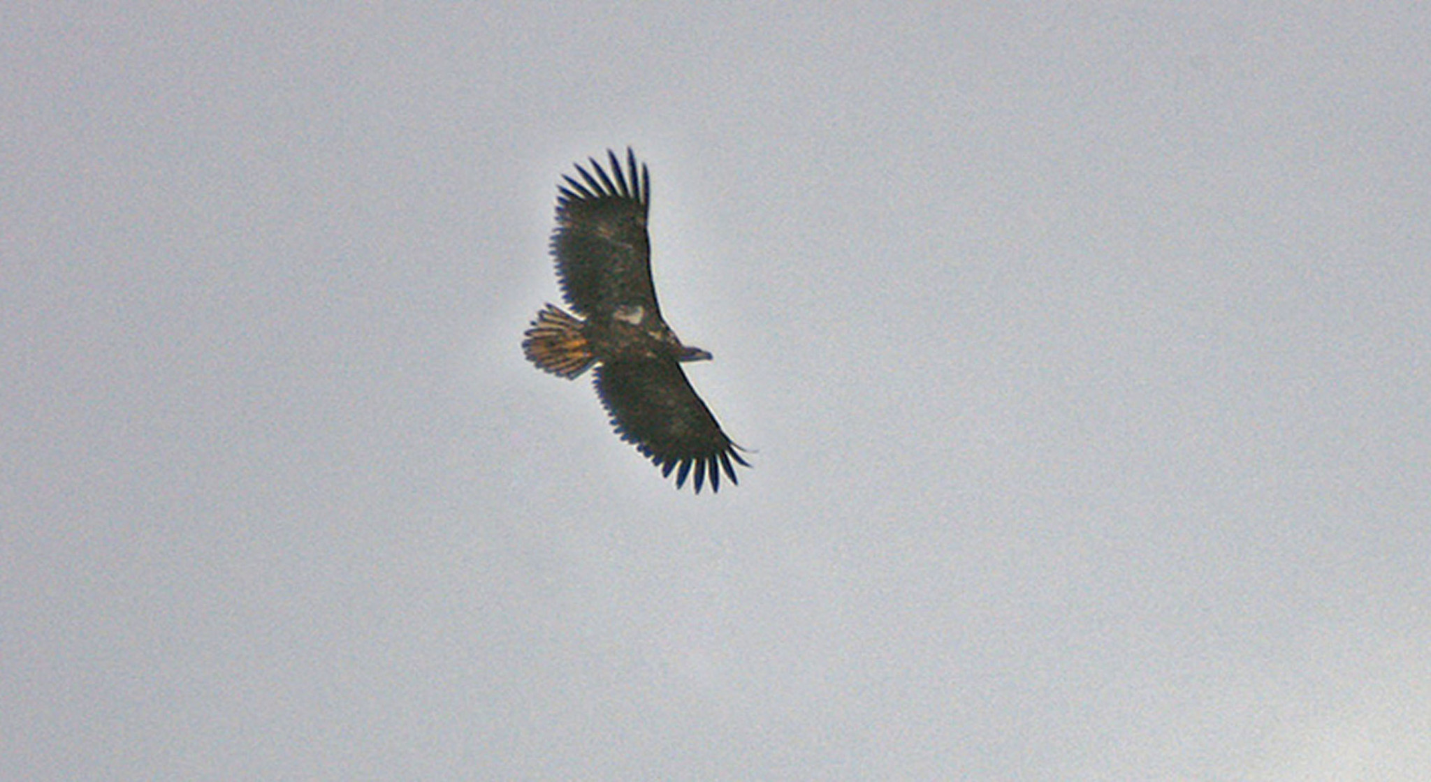 Trekvogels in het Lauwersmeergebied