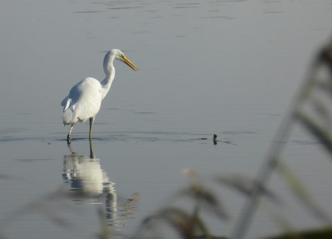 Trekvogels in het Lauwersmeer