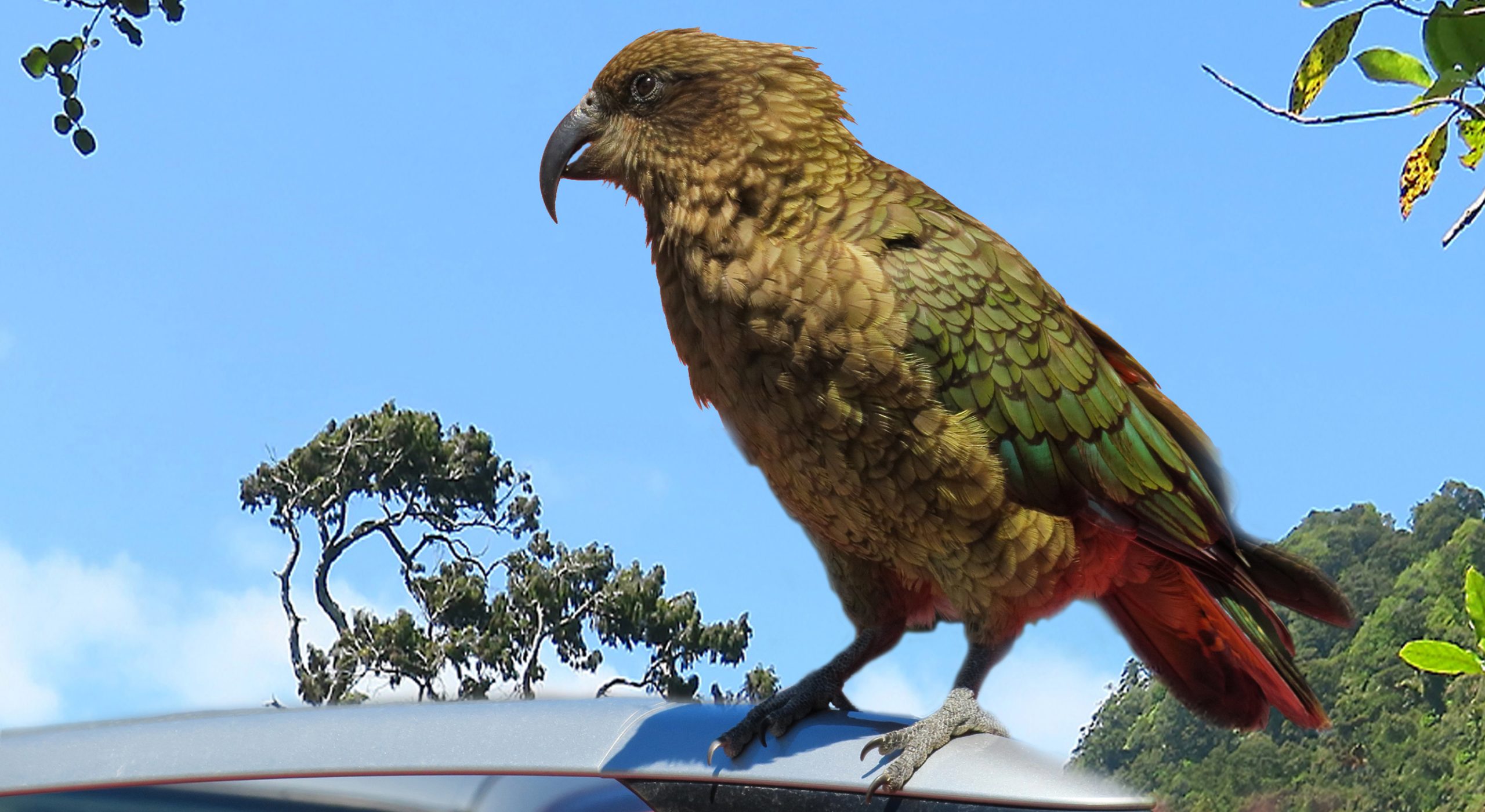 natuur in Nieuw Zeeland, lezing Ian Borwell, hoe was het