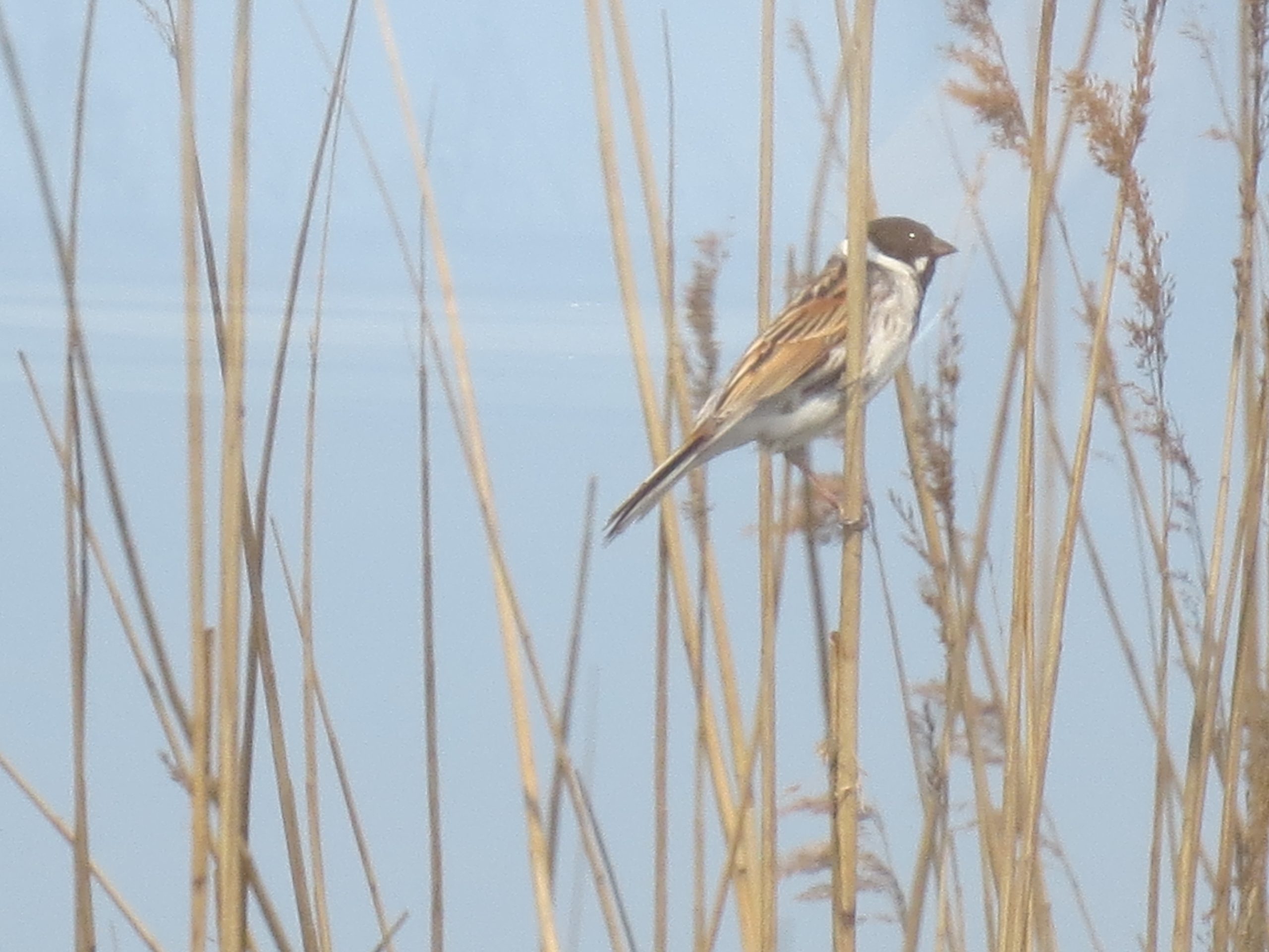 Excursie Boer Murk Nijdam – hoe was het